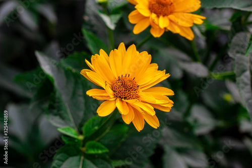 Heliopsis  False Sunflower  flower blossom with green leaves in the garden in spring and summer season