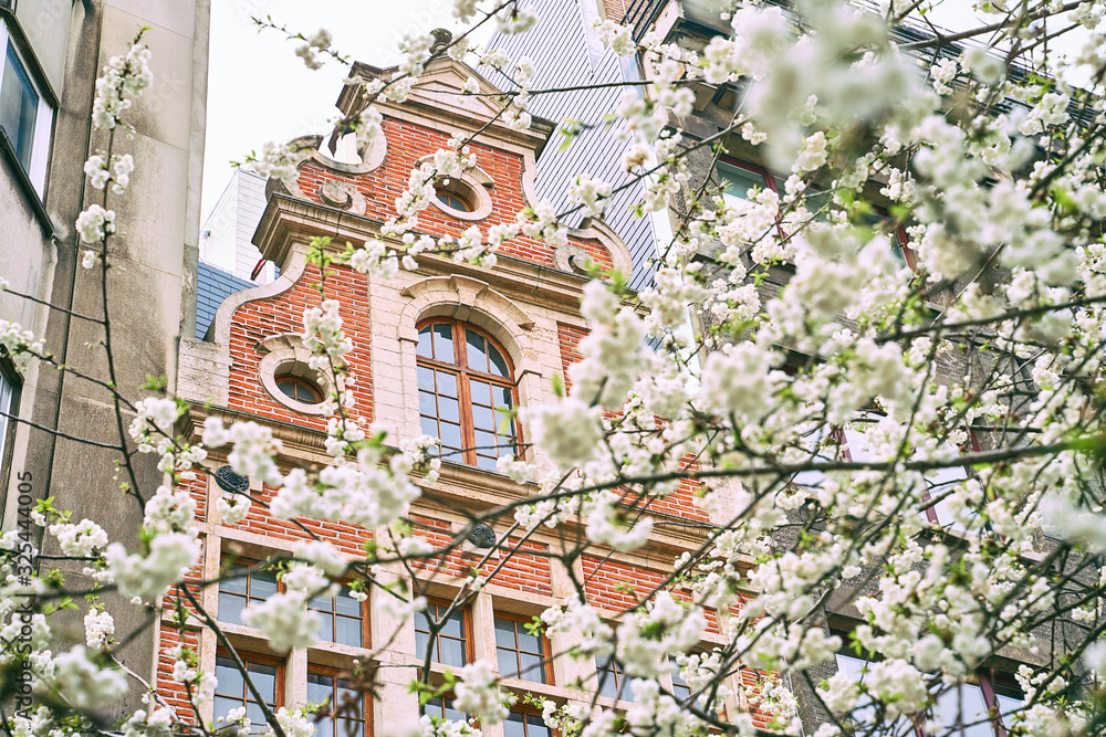 Spring in Brussels, Belgium. Cherry trees blooming on old red brick building background. Vintage architectue and white march or april flowers.