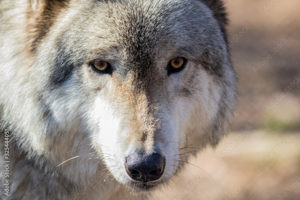 Arctic Wolf (Canis lupus arctos) closeup in the woods early spring Arctic Wolf (Canis lupus arctos) closeup in the woods early spring
