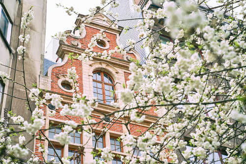 Obraz na płótnie Spring in Brussels, Belgium. Cherry trees blooming on old red brick building background. Vintage architectue and white march or april flowers. w salonie