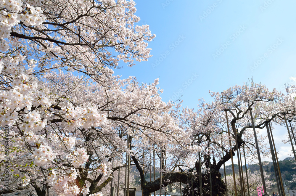 満開の神代桜 満開の神代桜