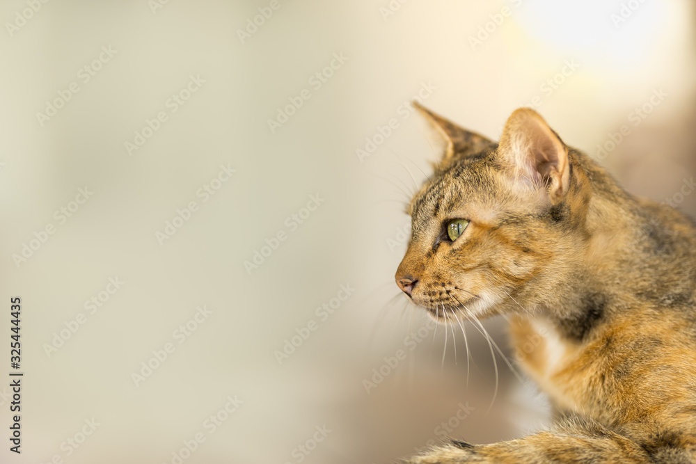 Obraz premium Close up of short hair brown cat looking to left side with copy space. Using as animal and wildlife back ground or wallpaper concept