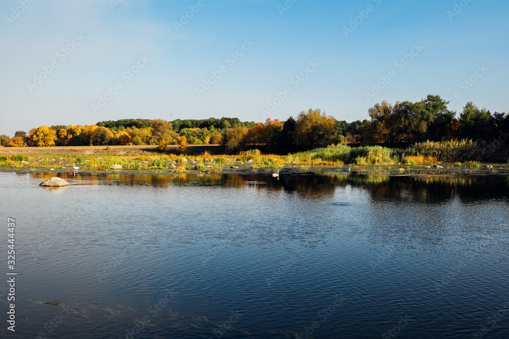 Obraz premium Autumn forest river at sunset. Beautiful nature landscape. Clear blue river with rock stone and plants. Calm river and blue sky. Amazing background with lake and green trees. Swan wild life.