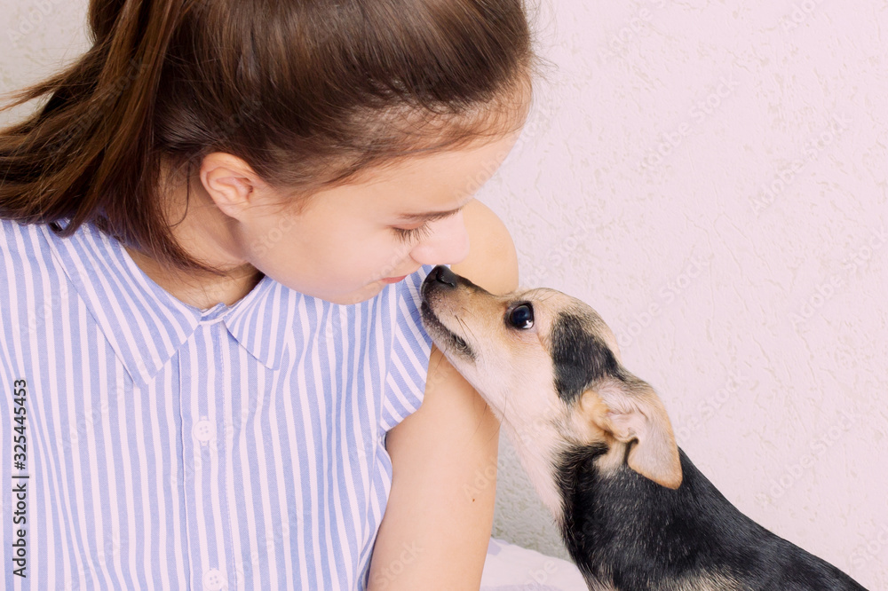 Dog toy terrier hugs and kisses the mistress Dog toy terrier hugs and kisses the mistress