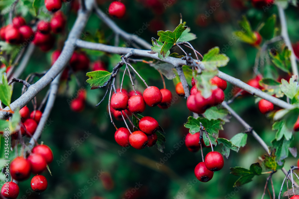 Obraz premium Ripe hawthorn branch in autumn. Red berries guelder-rose in a green garden in summer season. Bush with mature fruits with twigs. Nature outdoor background. Healthy food and herbal drink.
