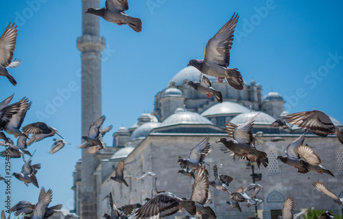 Lovely wild pigeons bird live in urban environment photo