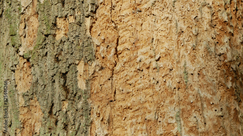 Bark beetle pest deciduous oak forests European infested drought dry attacked Xyleborus monographus ambrosia, Scolytus intricatus and Platypus cylindrus oak pinhole borer, larvae burrow