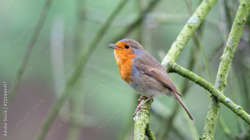 Robin Redbreast Perched in a Tree Robin Redbreast Perched in a Tree