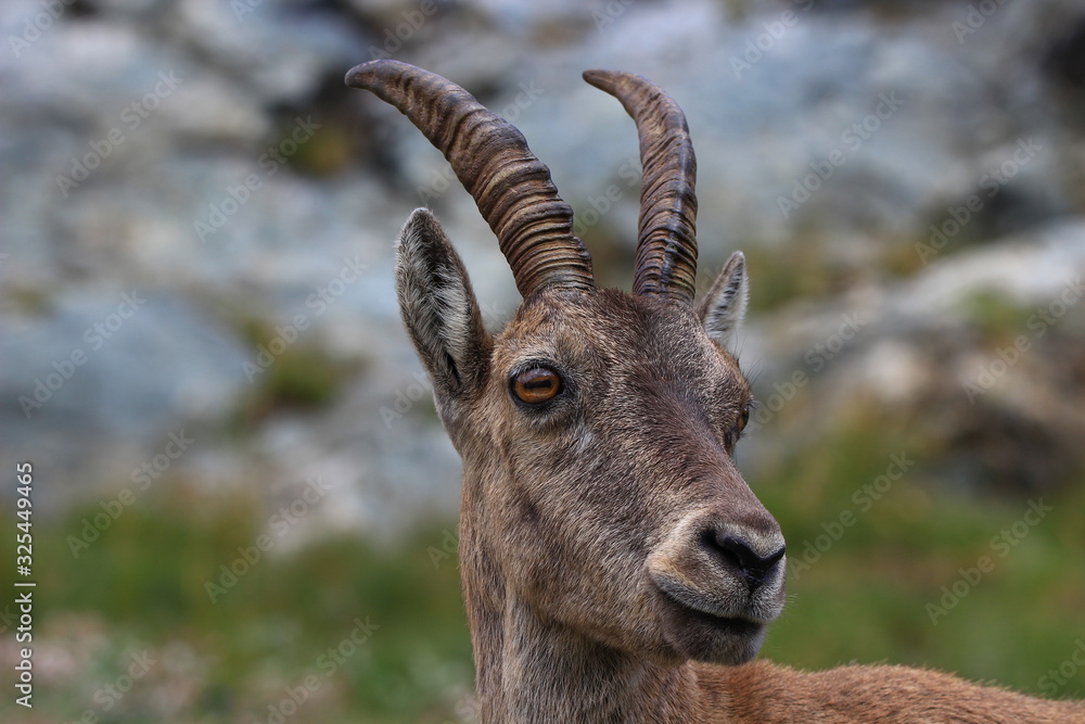 Portrait of female Alpine ibex in Mercantour park (France) in August Portrait of female Alpine ibex in Mercantour park (France) in August