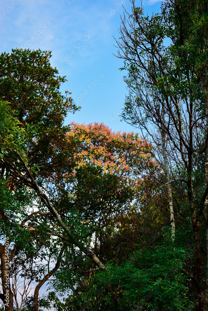 Obraz premium Árbol anaranjado en bosque