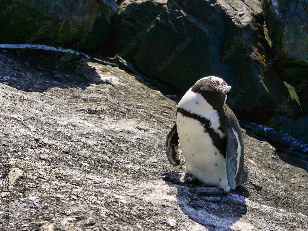 Naklejka premium African penguin (Spheniscus demersus) - South Africa