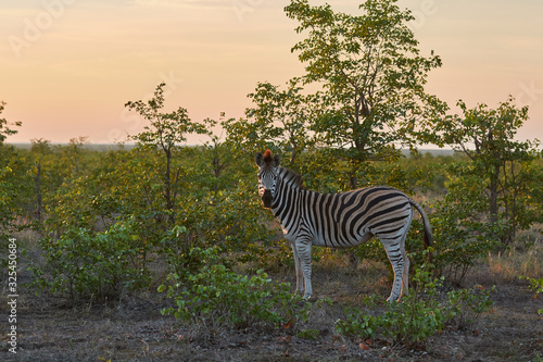 Plain Zebra standing towards the camera during sunset