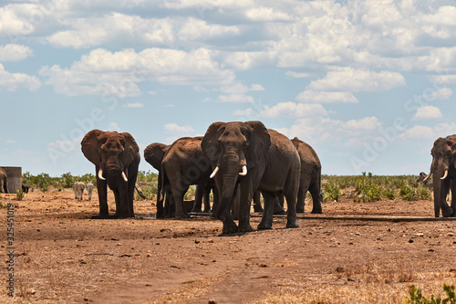 Herd of African Elephants in Kruger