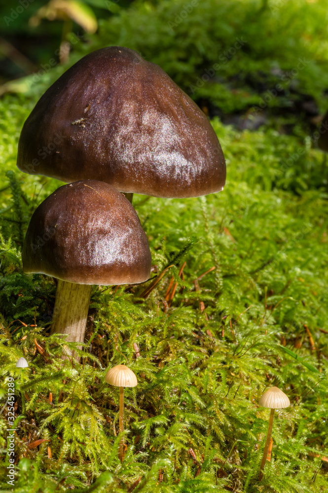 Mushrooms - Big and small growing in moss in an old-growth forest in the Pacific Northwest. Mushrooms - Big and small growing in moss in an old-growth forest in the Pacific Northwest.