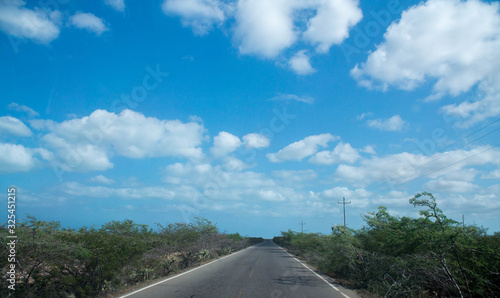 Road in the middle of desert forest.