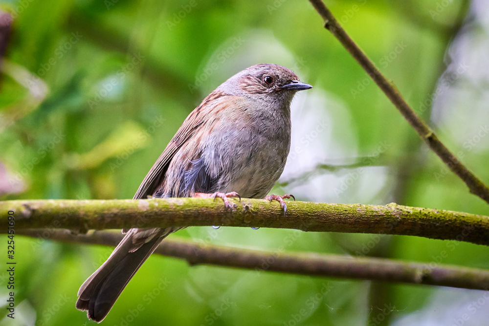 Dunnock (Prunella modularis) Sitting On Branch Dunnock (Prunella modularis) Sitting On Branch