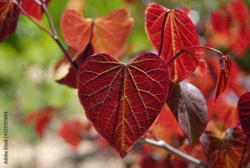 Fotografía Cercis canadensis Forest Pansy, a Redbud tree with crimson heart shaped leaves i