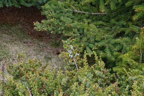 A cluster of juniper fruits on a bush.