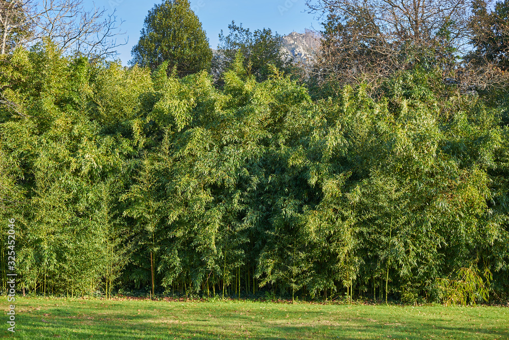 Bamboo plantation full of leaves Bamboo plantation full of leaves