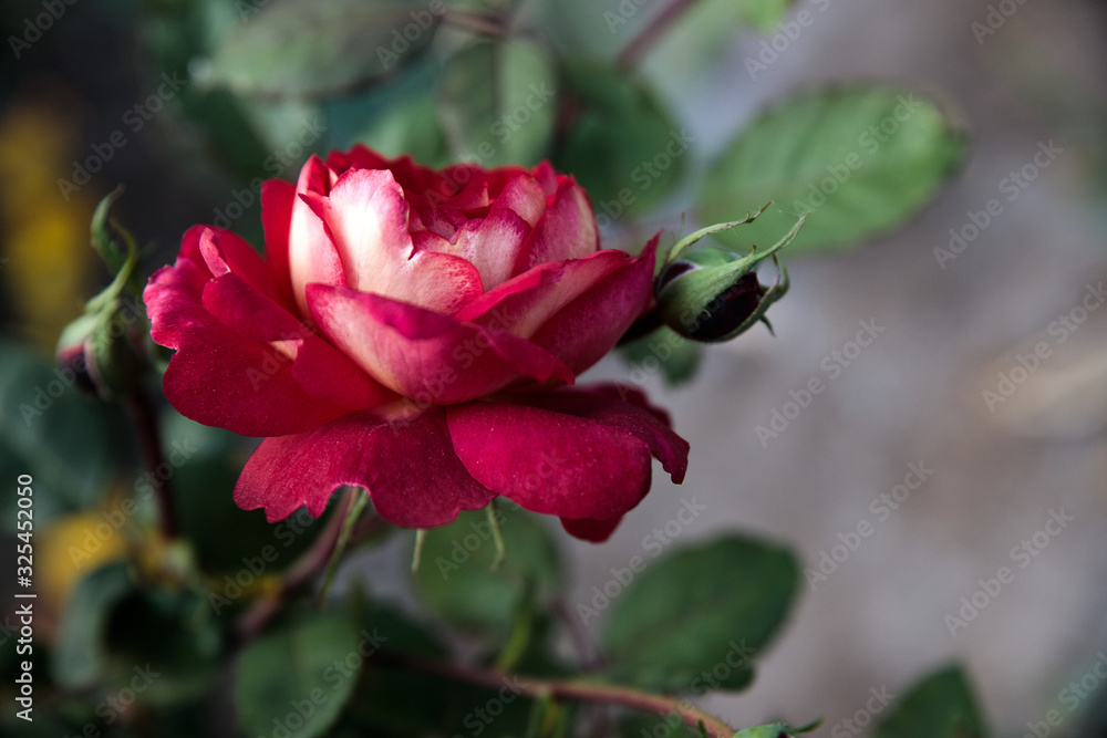 Red rose flower rose varieties Docteurs Massad Red rose flower rose varieties Docteurs Massad