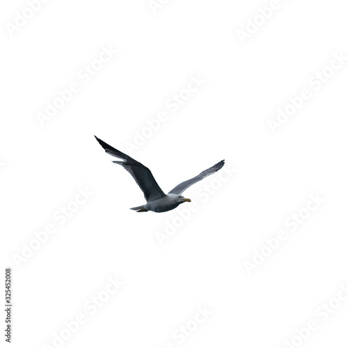 Flying seagull, isolated on white, Czech Republic