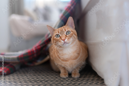 gato atigrado de ojos verdes escondido debajo de una manta, mira a la cámara