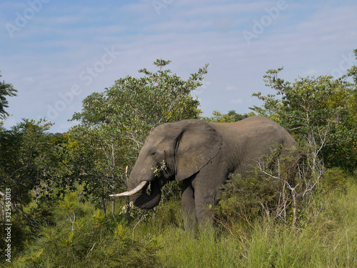 Elephant close to Safari Jeep - Kruger National Park  South Africa
