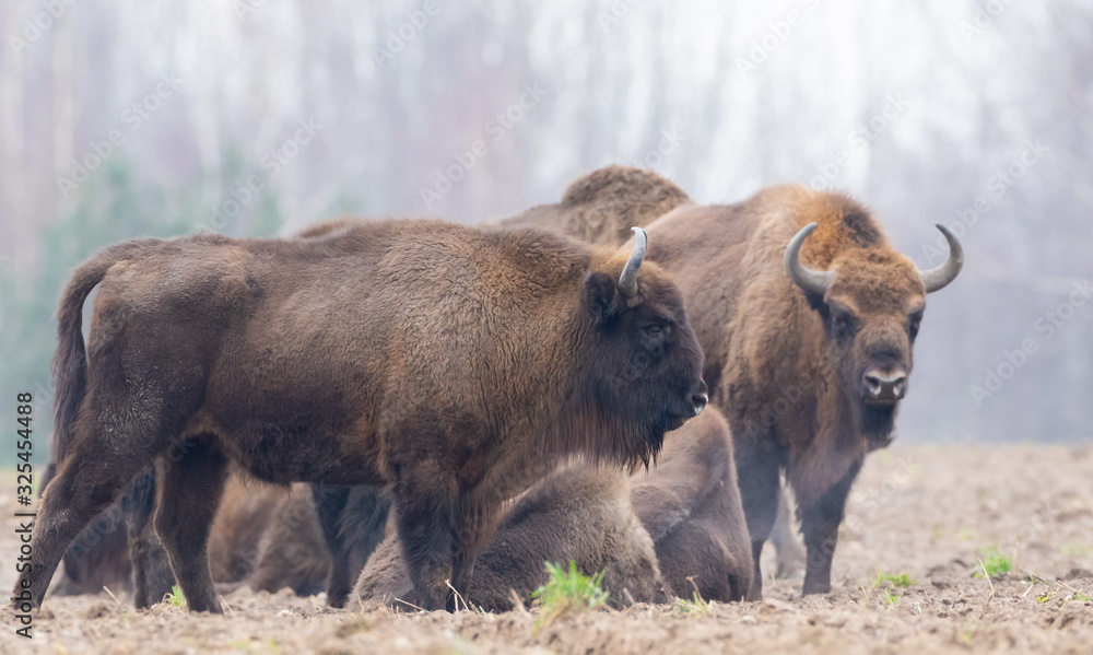 European Bison(Bison bonasus) female European Bison(Bison bonasus) female