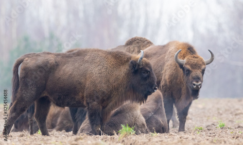 European Bison(Bison bonasus) female