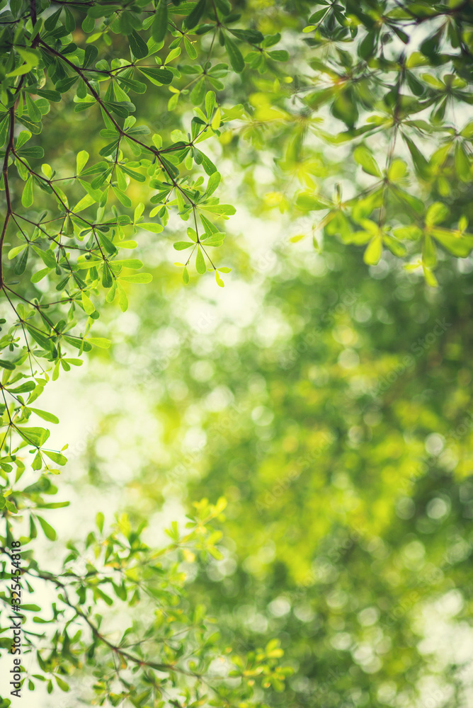 Spring background, Fresh green tree leaves on blurred background. Spring background, Fresh green tree leaves on blurred background.