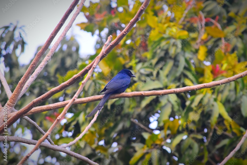 Fototapeta premium Bird on a tree