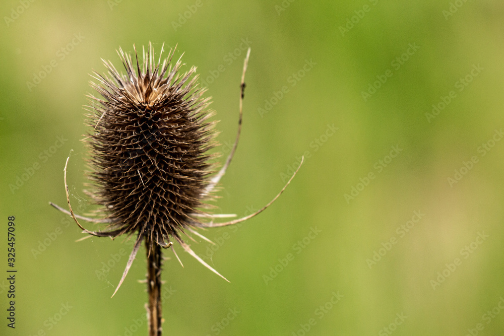 Single Thistle