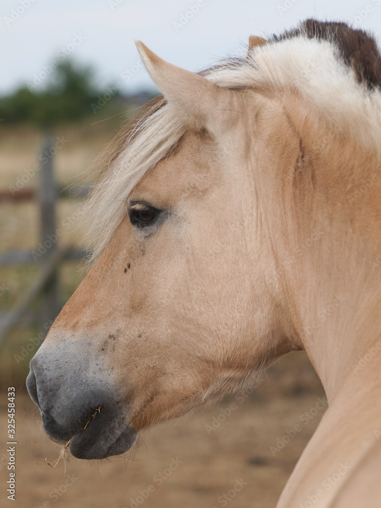 Obraz premium Fjord Pony Headshot
