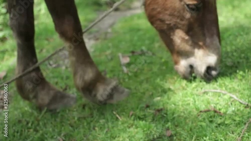 Horse eats grass, medium shot, shallow DOF