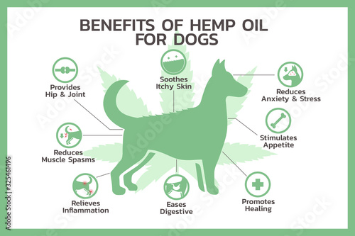benefits of hemp oil for dogs infographic, healthcare and medical about cannabis, hemp, marijuana, and weed, vector flat symbol icon illustration in horizontal design