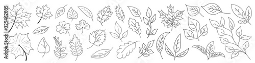 Set of Leaves in thin line style. Outline leaves