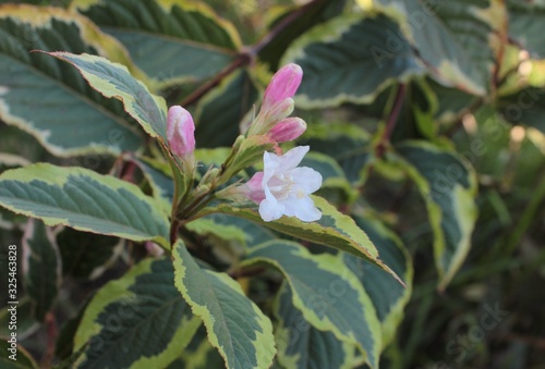 Variegated weigela  with white-pink flowers  a beautiful bush.