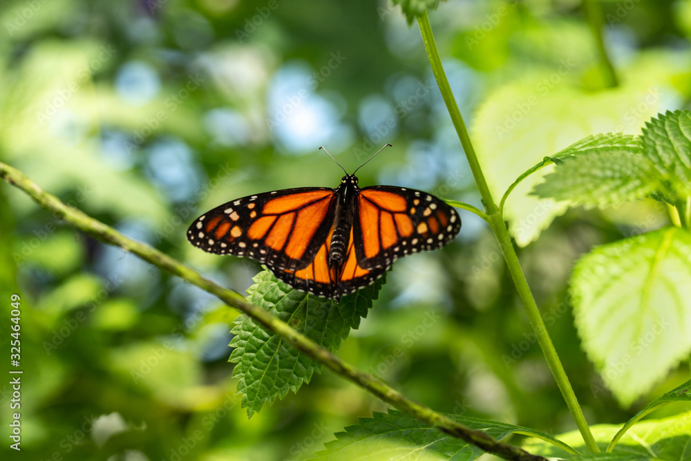 Beautiful Monarch Butterfly in Green Garden Beautiful Monarch Butterfly in Green Garden