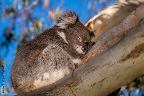 Adult koala (Phascolarctos cinereus), Australia © Kim