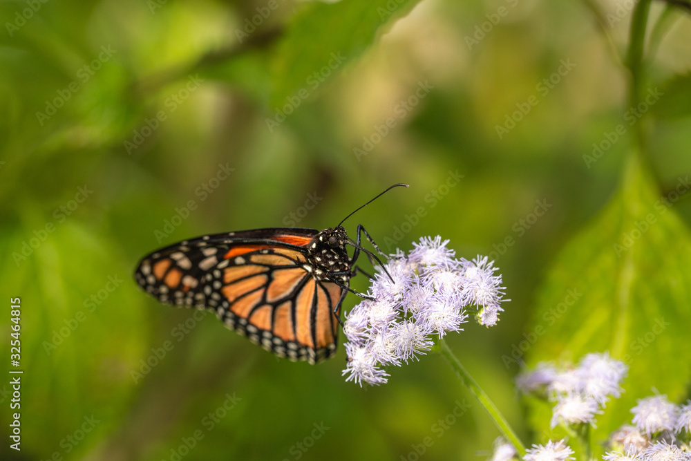 Monarch on Purple Aster In Garden Monarch on Purple Aster In Garden