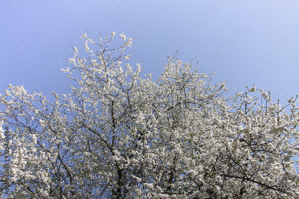 White flowers in spring garden. Blooming trees