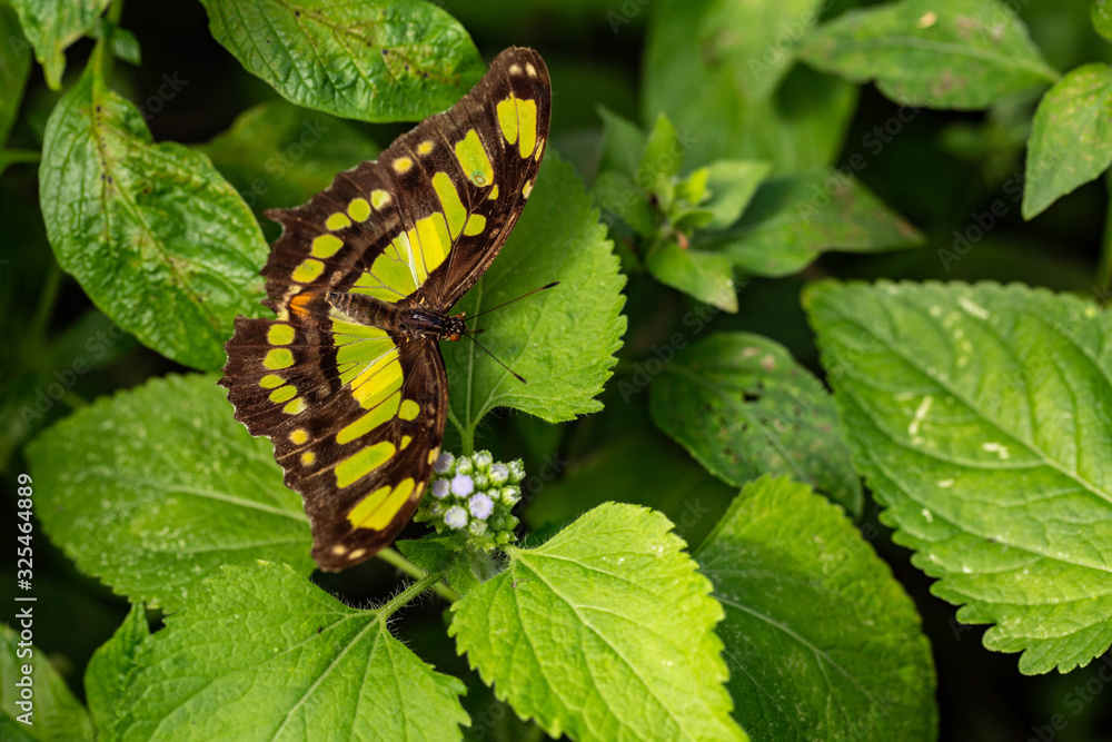 Beautiful Malachite Butterfly In Green Garden Beautiful Malachite Butterfly In Green Garden