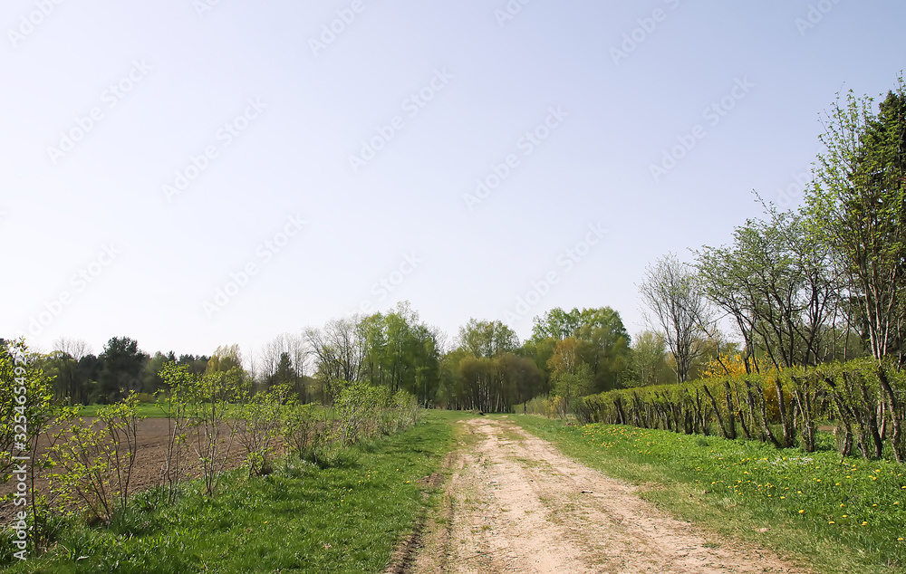 Beautiful spring landscape with green trees and green field