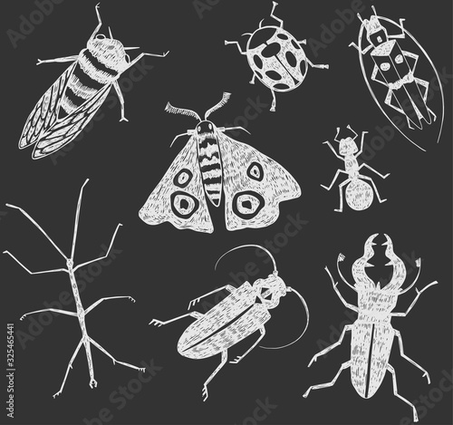 Vector illustration of hand-drawn insects in white isolated on black background. Ladybug, cicada, stick insect, ant, rhinoceros beetle, moth, longhorn beetle.