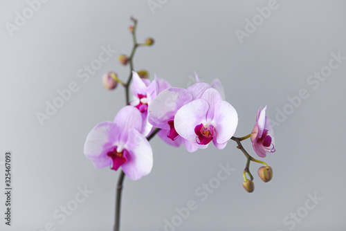 pink and white orchid on grey background