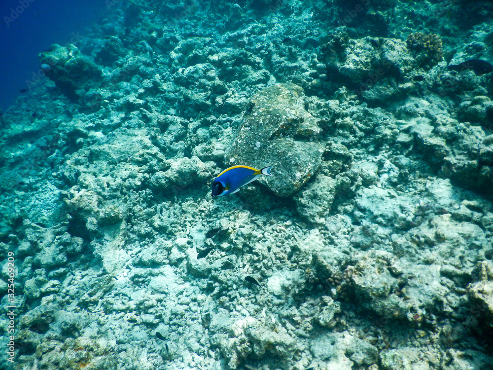 Fototapeta premium sea backgound