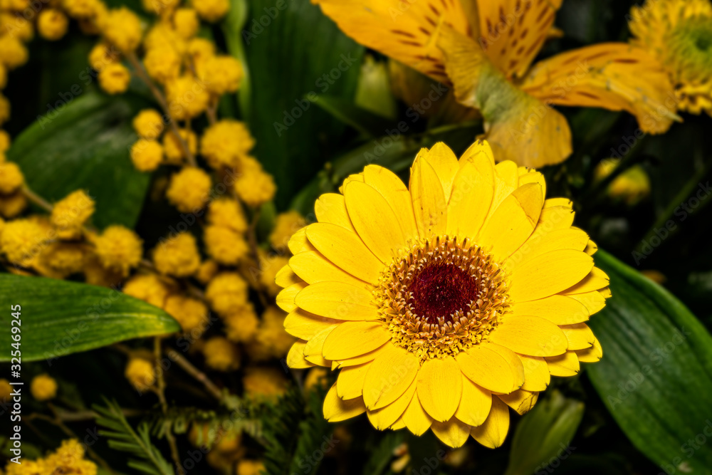 Fototapeta premium kleine gelb blühende Gerbera als Bestandteil eines Blumenstraußes