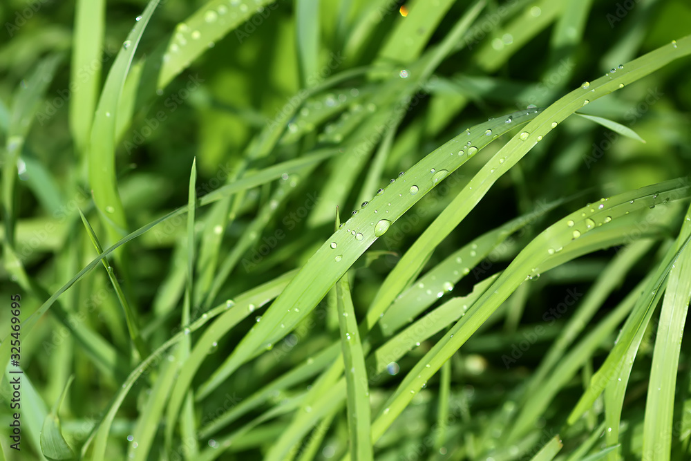 Green wet grass in water drops after rain. Fresh summer plants in sunlight. Green wet grass in water drops after rain. Fresh summer plants in sunlight.