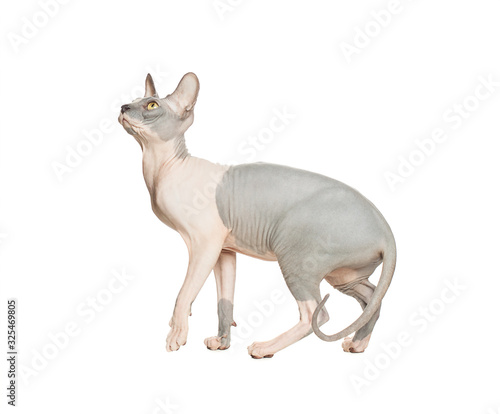 Cat don sphynx isolated on white background. Hairless kitten