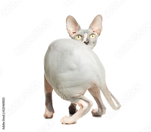 Cat don sphynx isolated on white background. Hairless kitten